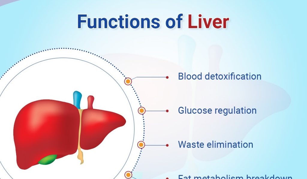 Functions of the Liver 